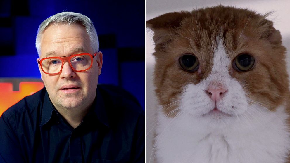 Man och katt