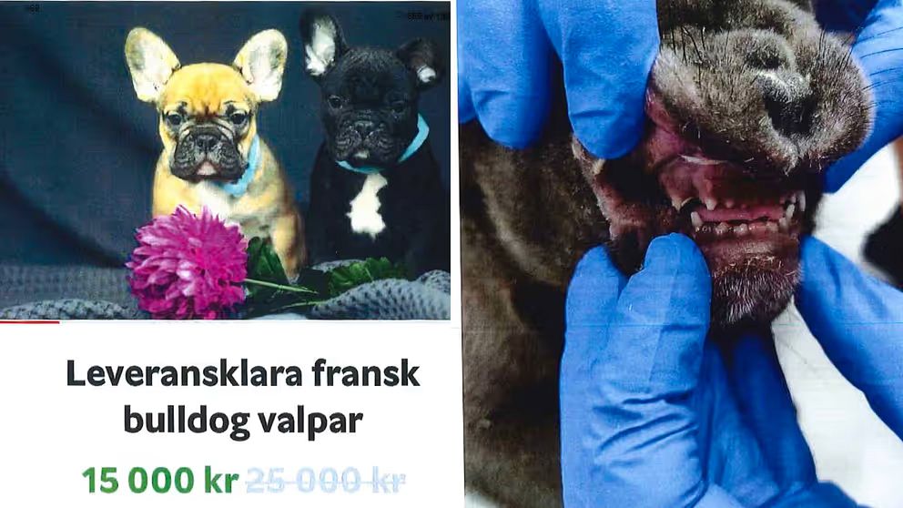 Bild från en annons på smuggelhundarna. Flera av hundarna var även för unga för att föras in i landet, vilket man kunde se på deras tänder.