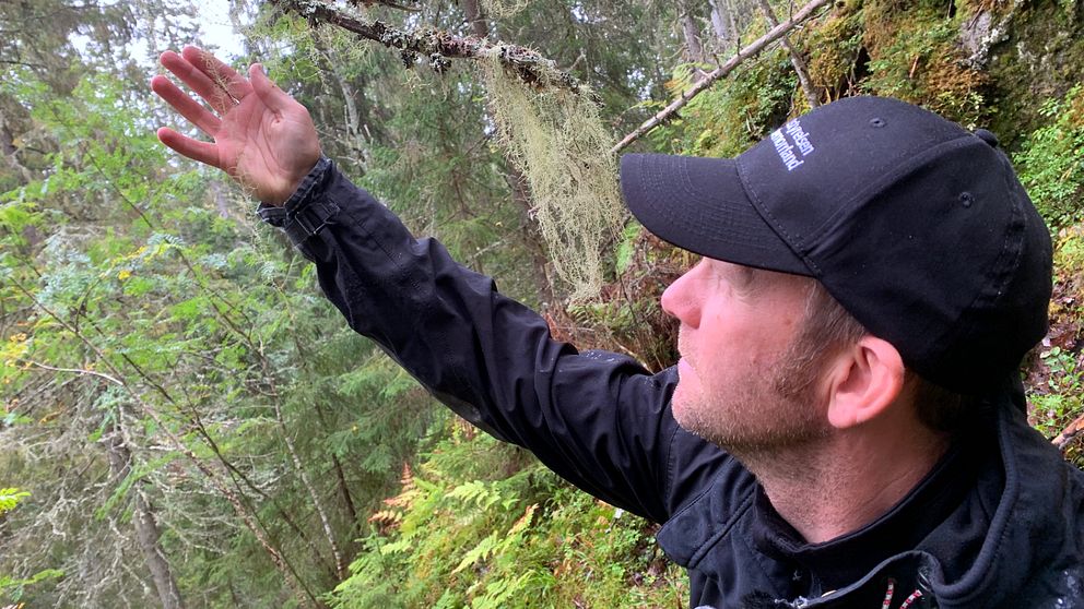 Naturvårdshandläggaren Johan Rytterstam håller upp ett långskägg i sin hand.