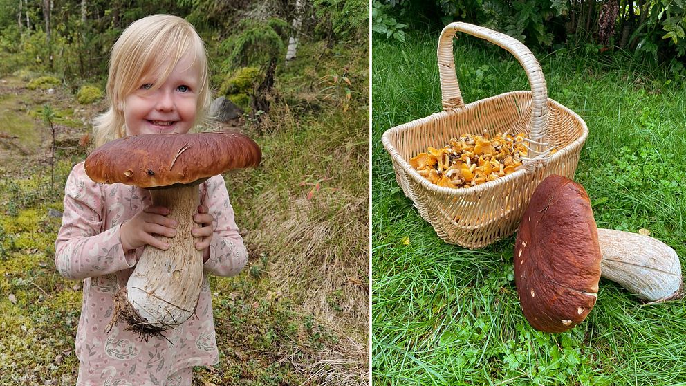 Elvira, 2 år, håller i en stor karljohanssvamp