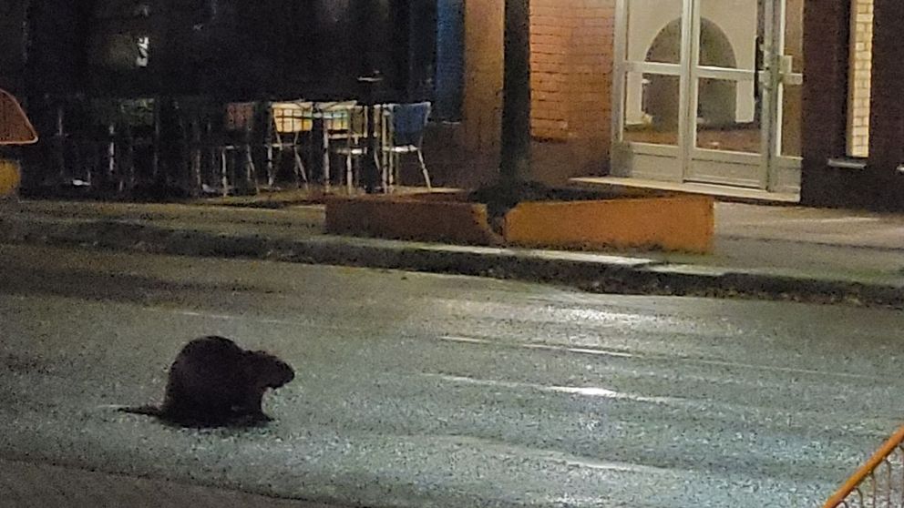 En mörk nattbild av en väg där en bäver sitter ned i mitten av gatan. Bakgrunden visar en byggnad med fönster och en ingång. Utemöbler syns i skuggan, vilket tyder på att det är en plats för utomhusservering. Beläggningen på gatan är fuktig och reflekterar ljuset från en gatulampa.