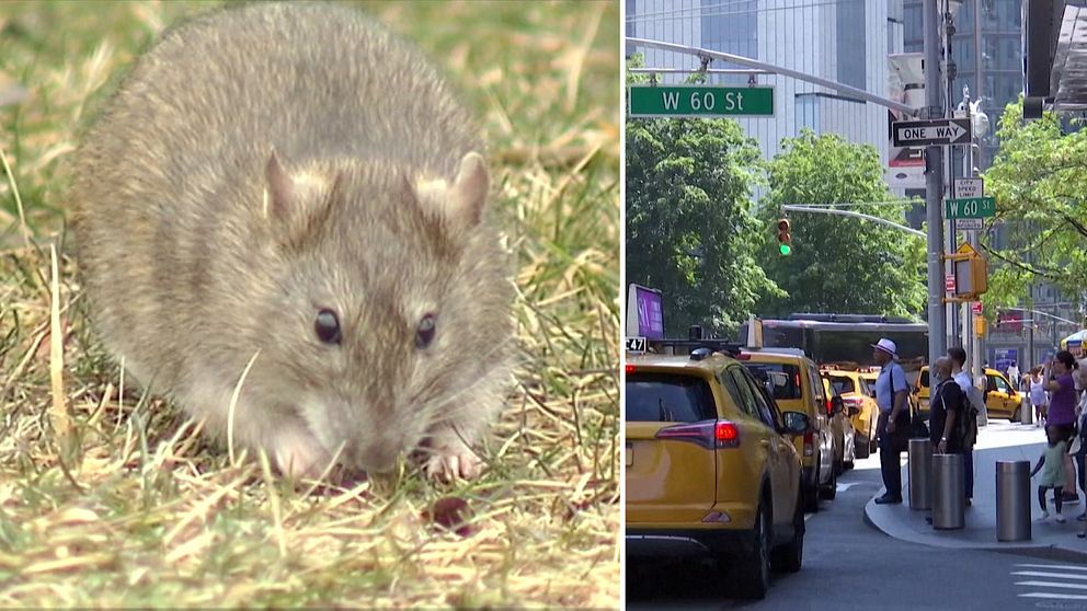 Råtta, gata i New York