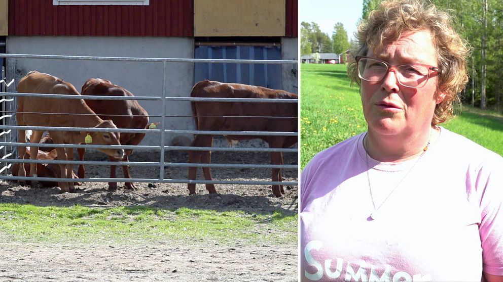 Kossor står i en inhägnad och till höger syns en profilbild på Jenny Karlsson.