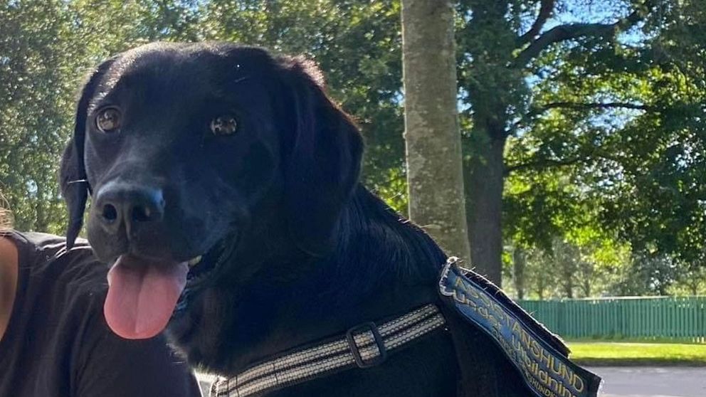 Svart hund i grönområde