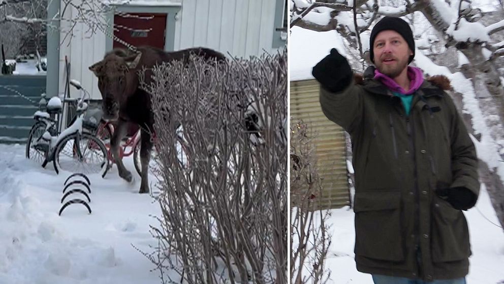 Älg och Carl.