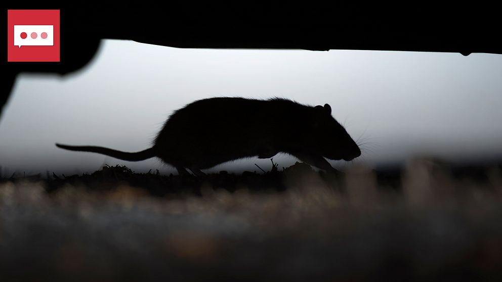 En råtta springer under en bil.