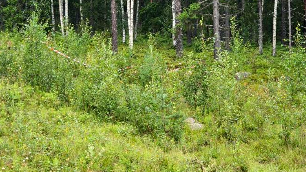 Avspärrning i en skogsdunge där det skett en biloycka.
