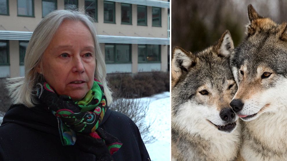 Kvinna som står och pratar framför länsstyrelsens byggnad i Falun, två vargar som står tätt tillsammans i en skog.