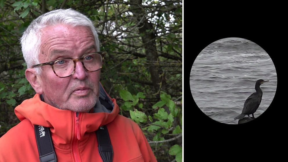 Til vänster, Anders Wirdheim, ordförande för Halmstads Ornitologiska Förening. Till höger, en skarv i ett kikarsikte.