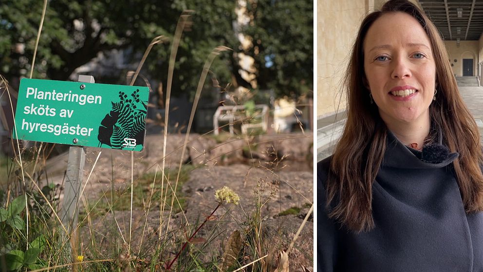 Grön skylt, odling, miljöborgarrådet Åsa Lindhagen (MP)