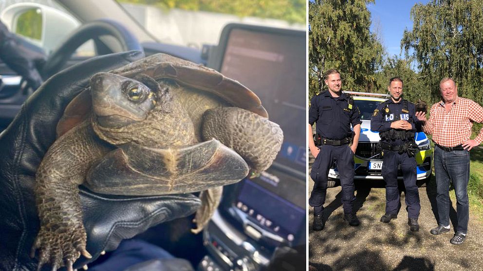 asiatiska sumpsköldpaddan som hittades på E4 vid Södertälje och bild på Skansen-Jonas tillsammans med poliserna som hittade sköldpaddan.
