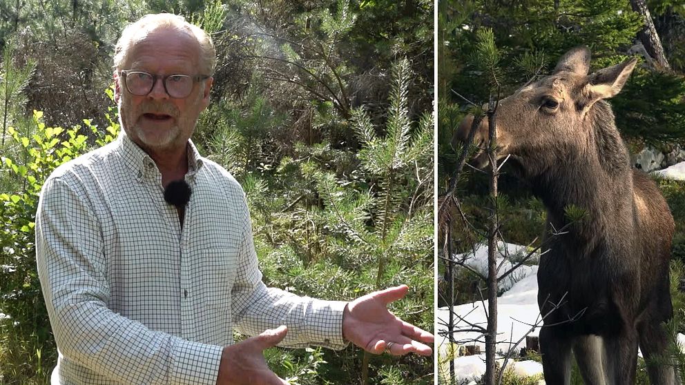 Staffan Påhlsson och en älg