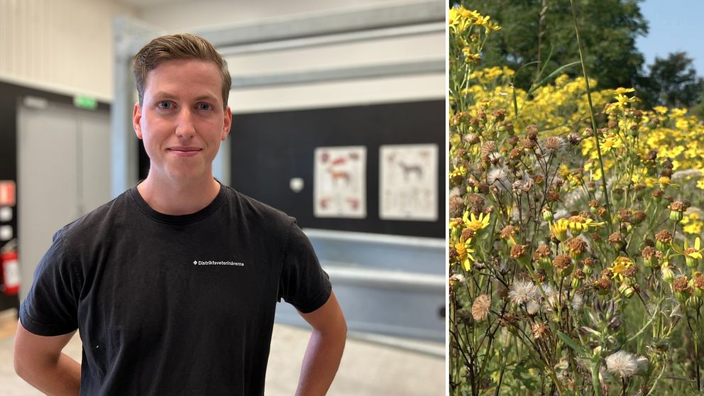 Veterinären Gustav West står i ett rum för hästar på kliniken. Till höger en bild den gula växten stånds som håller på att blomma över.