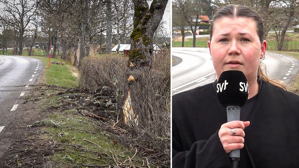Bild på en träd intill en väg där en trafikolycka har skett. Till höger SVT:s reporter på plats med en mikrofon.