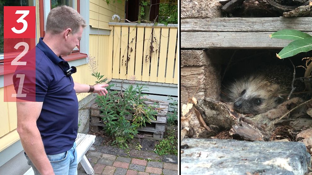 man som pekar på lastpallar, igelkott som gömmer sig inne i lastpall