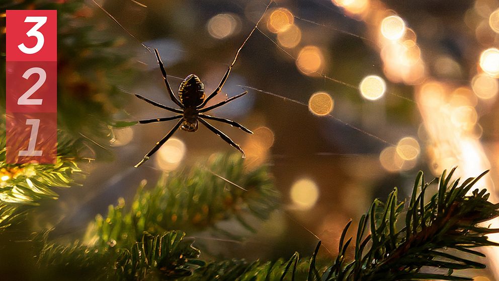En spindel i en julgran