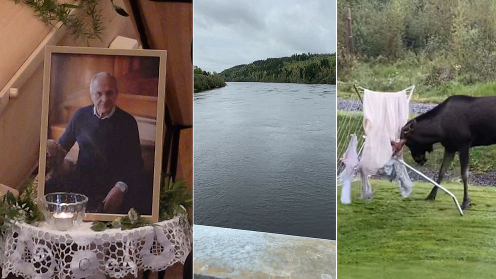 Tredelad bild: Ett fotografi på Sven-Göran Eriksson, en bild på Klarälven och en bild på en älg som attackerar en vindtorka