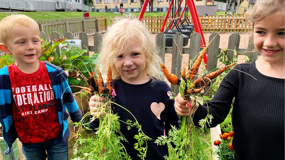 Fem år gamla förskolebarn Hannes Huttu,  Ines Strindenholm och Lucy Thelander håller upp morötter de odlat på förskolan Tallen i Hylte.