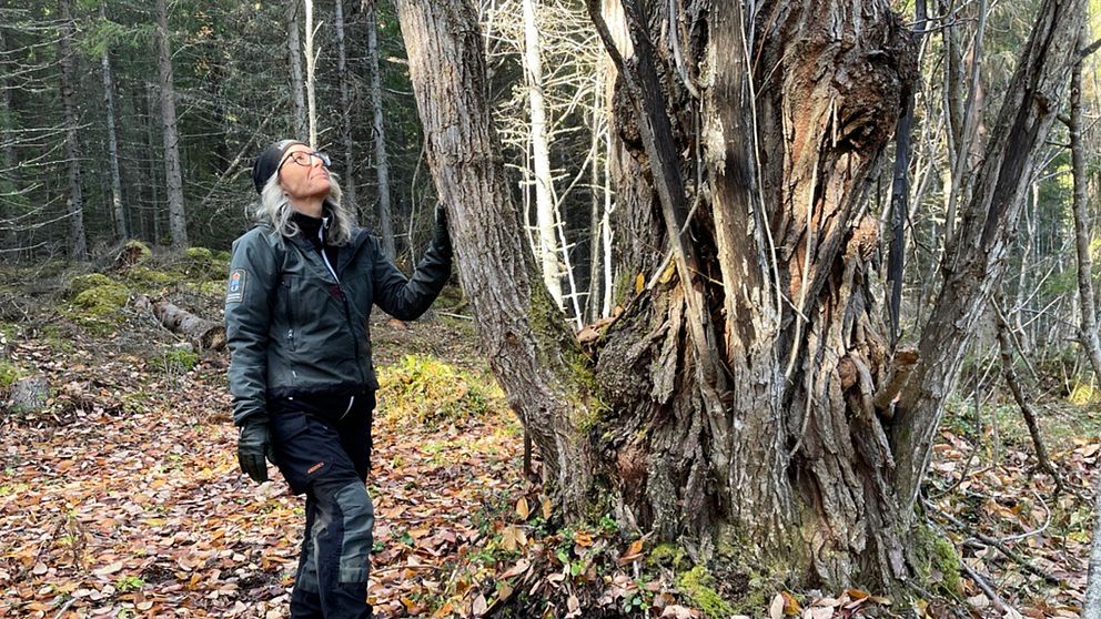 Bodil Carlsson på länsstyrelsen står i en skog, lutad mot en stor och gammal trädstam, tittande upp mot trädet. Marken är täckt med färgglada höstlöv och omgivningen är omgiven av gröna träd och buskar. Ljusstrålar filtrerar genom träden, vilket ger en lugn och naturskön atmosfär.