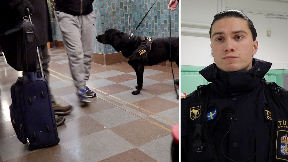 Knarkhunden Loki nosar efter narkotika inne på järnvägsstationen i Haparanda.