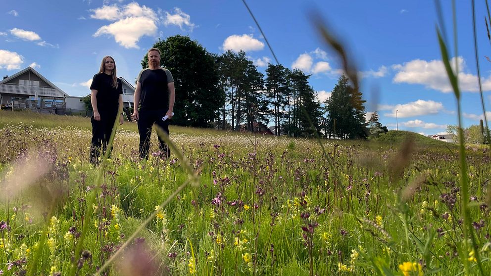 Emelie Andersson kommunekolog och Peter Andersson parkingenjör Trollhättan står på en blomsteräng