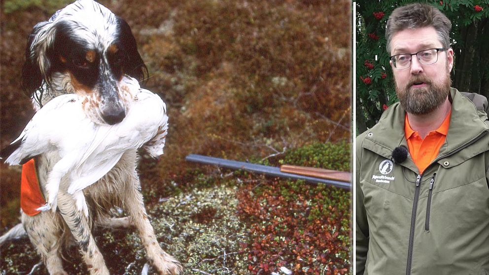 En jakthund med en ripa i munnen samt bild på Daniel Widman, ordförande för Jägareförbundet Norrbotten.