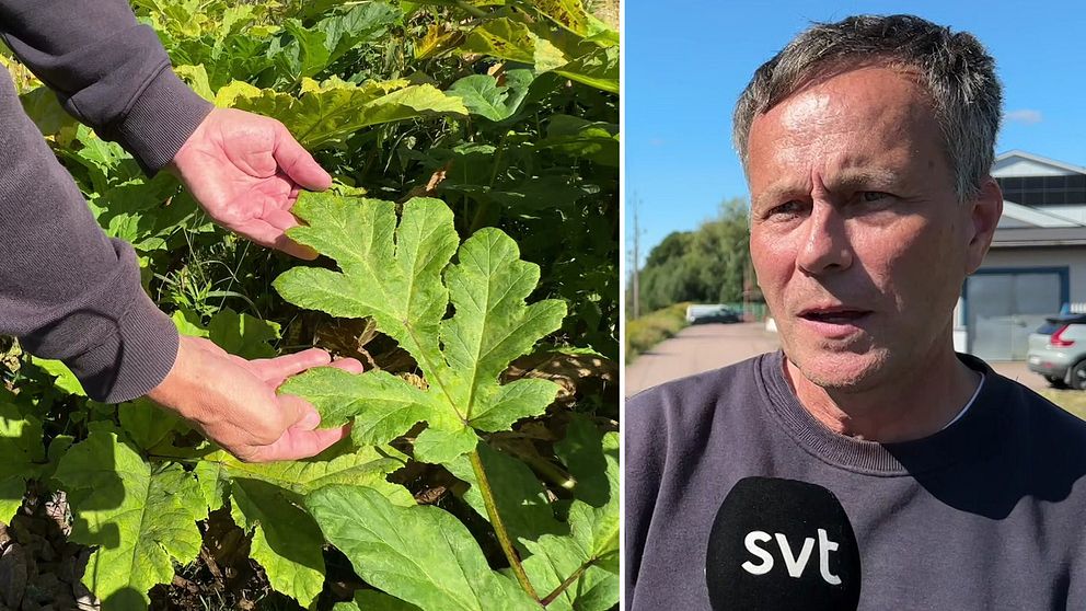 Delad bild. Till vänster: Två händer håller i ett blad från en bredloka. Till höger: En man med svart tröja, Dan Mangsbo som är naturvårdshandläggare på länsstyrelsen i Värmland.