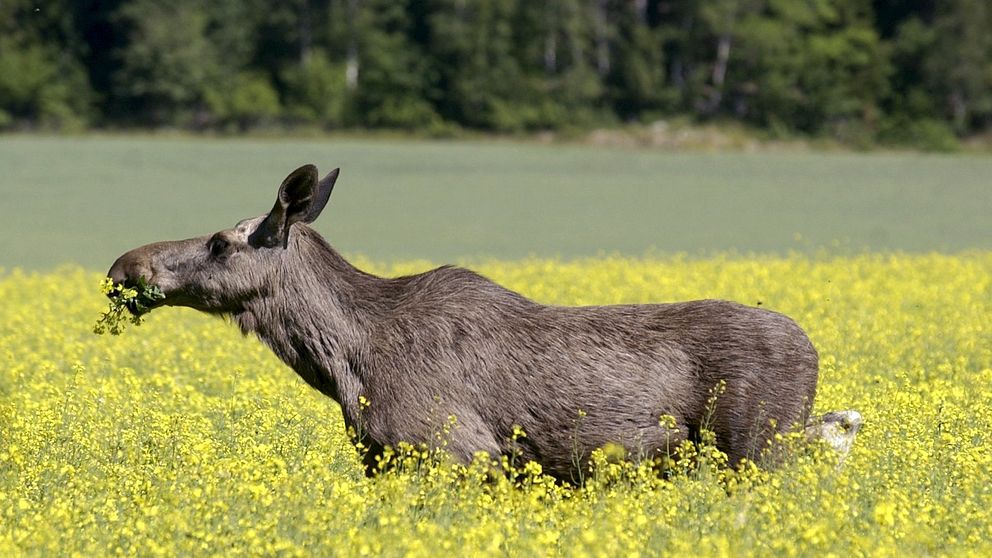 Älgstammen tros idag omfatta runt 200 tusen djur.