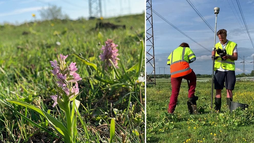 Lila orkidéer som växer i gräs under elledningar.