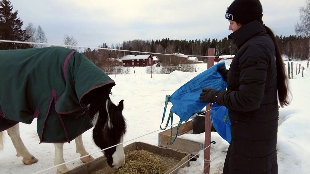 en kvinna häller hö till en häst som står i en snöig hage med ett grönt täcke på sig.