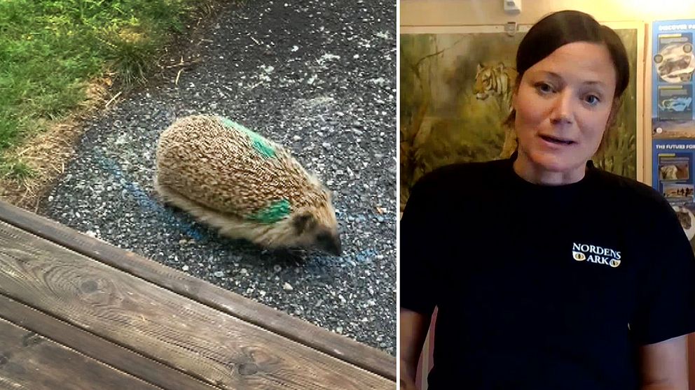 igelkott målad med grön färg och Emma Nygren från Nordens Ark