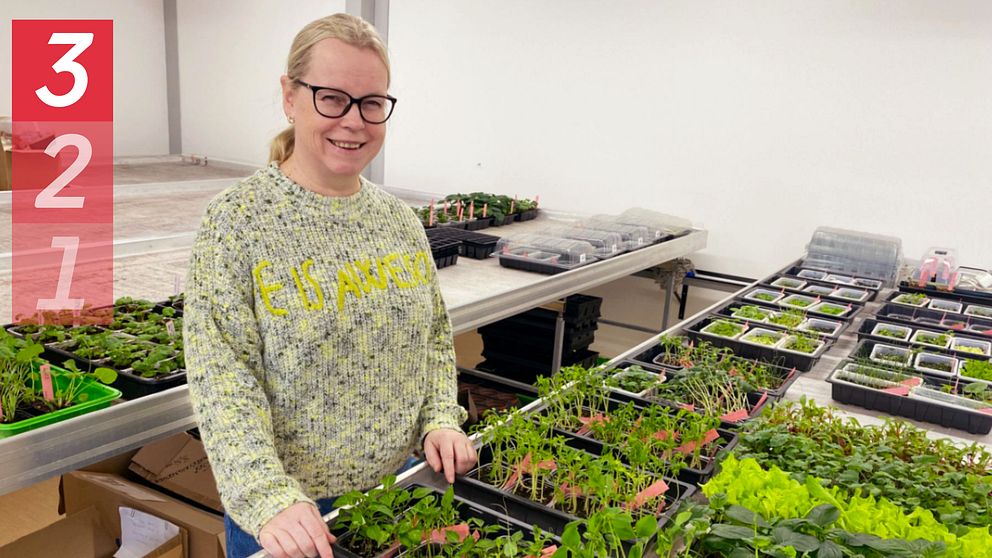 Veronica Gårdestig, vd på Impecta, står vid några av företagets provodlingar