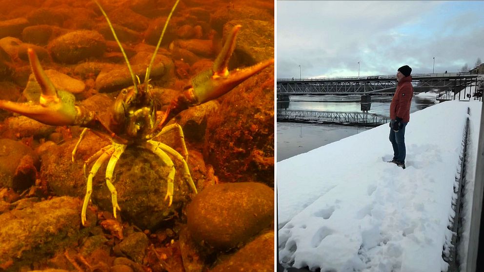 En delad bild med två sektioner. Den vänstra sektionen visar en kräfta som sitter på en sten i en flod med gyllene ljusreflektioner. Den högra sektionen visar en person som står på en snötäckt kant vid en frusen sjö, med broar och en grå himmel i bakgrunden.