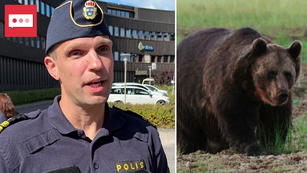 Rickard Eriksson från polisen i Mora och en björn i naturen, montage.