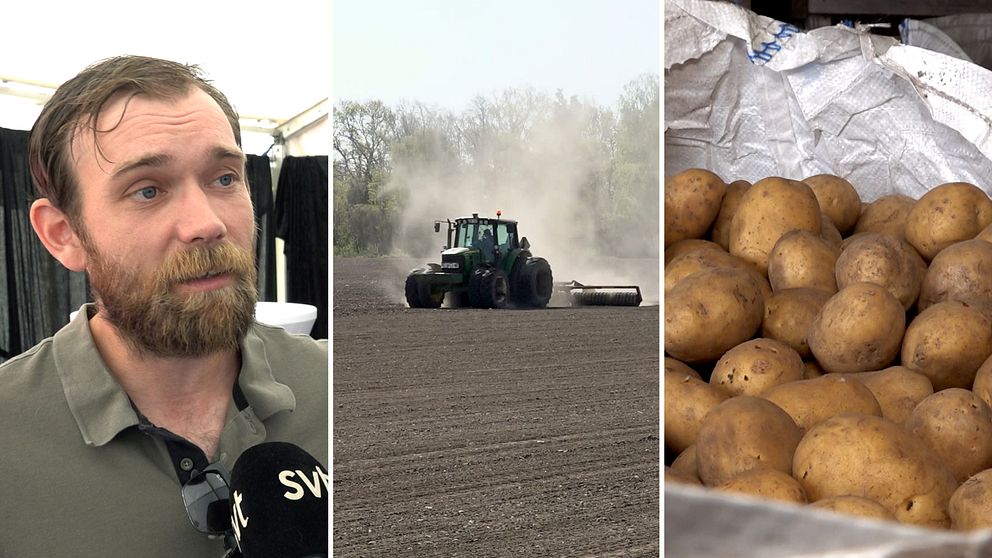 Andreas Nypelius syns på bild. en traktor på en åker. en stor säck potatis.