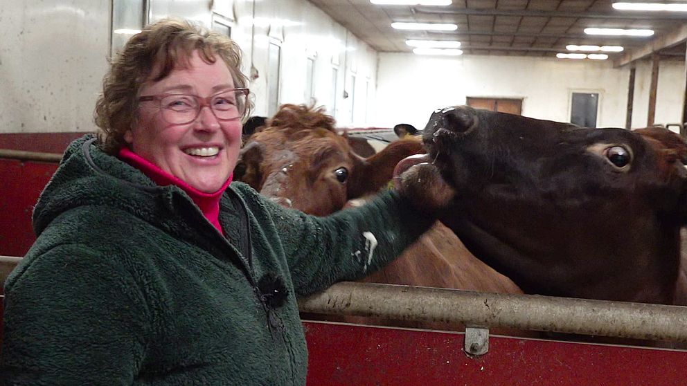 Mjölkbonden Jenny Karlsson i Kalix klappar på två av sina kossor i ladugården.