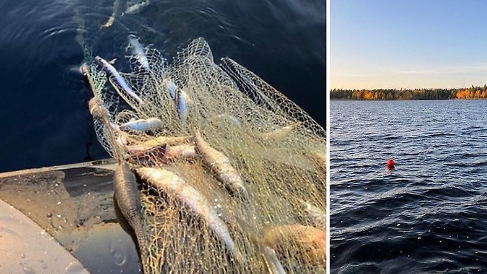 Uppskattningsvis var 300 kilo fisk fast i de olagliga näten i Seskarö.