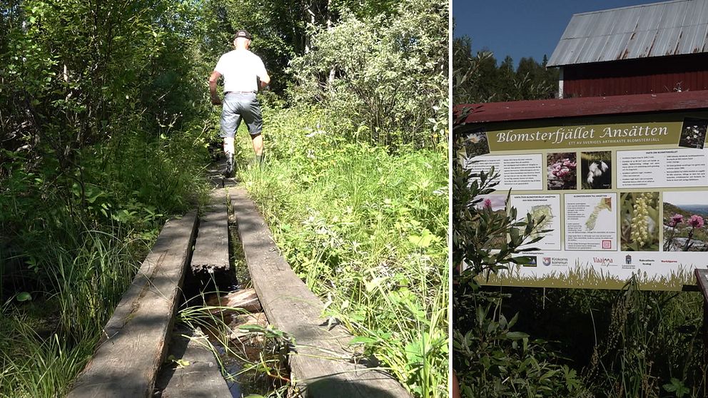 Trasig spång lngsblomsterleden och skylten vid ledens start som blomsterfjället