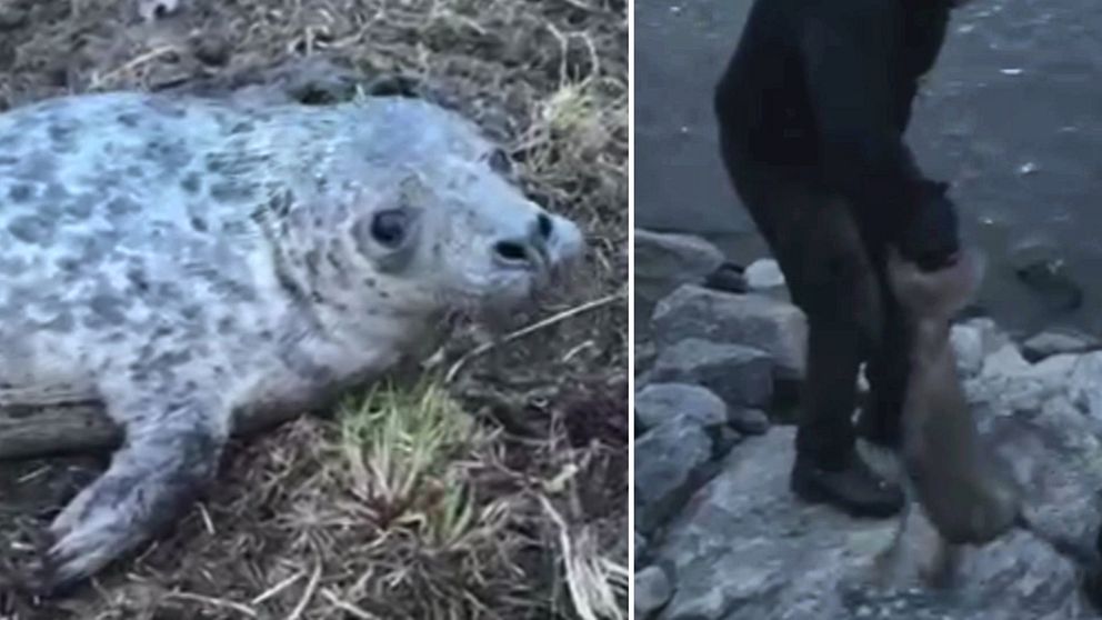 En bild på en säl som ligger i en hage och en bild på en person som bär ner sälen till havet