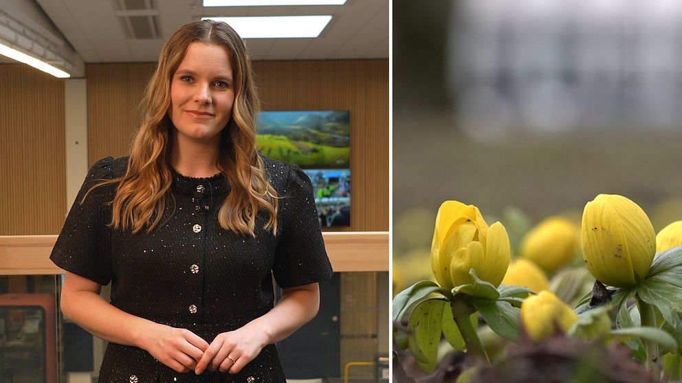Tora Tomasdottir, meteorolog
