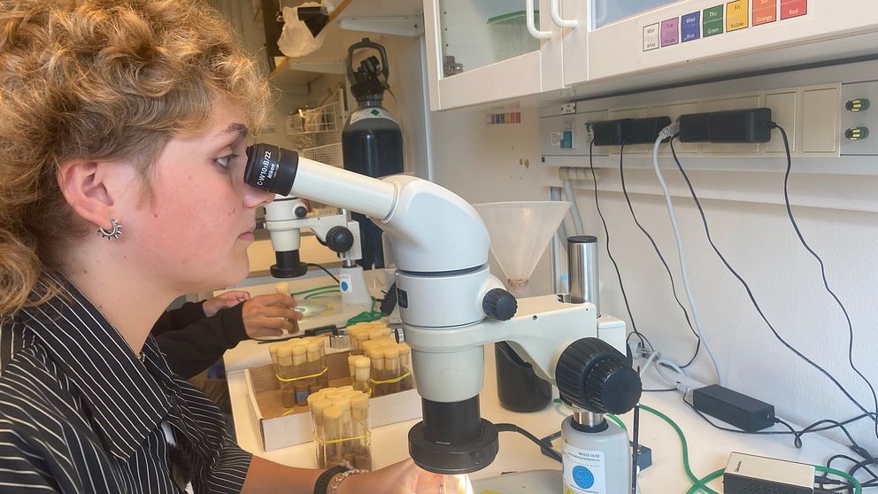 Katja Hedin tittar på bananflugor i ett mikroskop på Lunds Universitet.