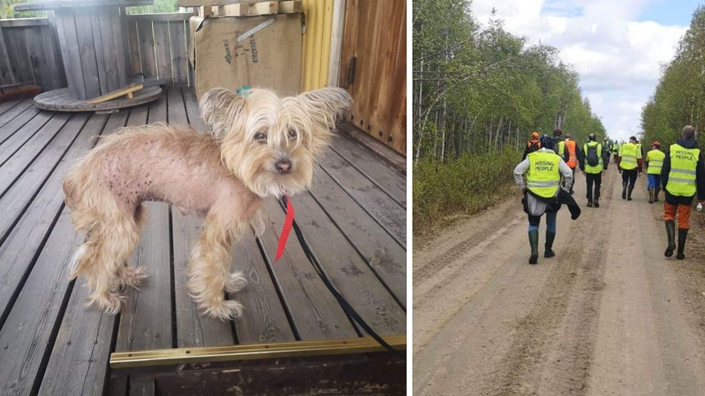 Hunden som hittat hem och Missing people går längs en grusväg med skog på sidorna.