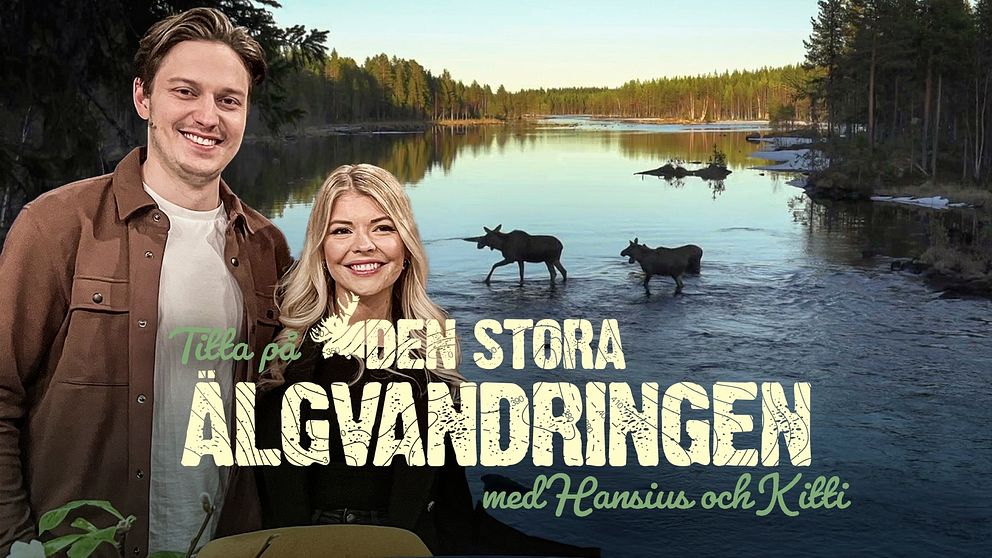 Hansius och Kitti kommenterar älgvandringen