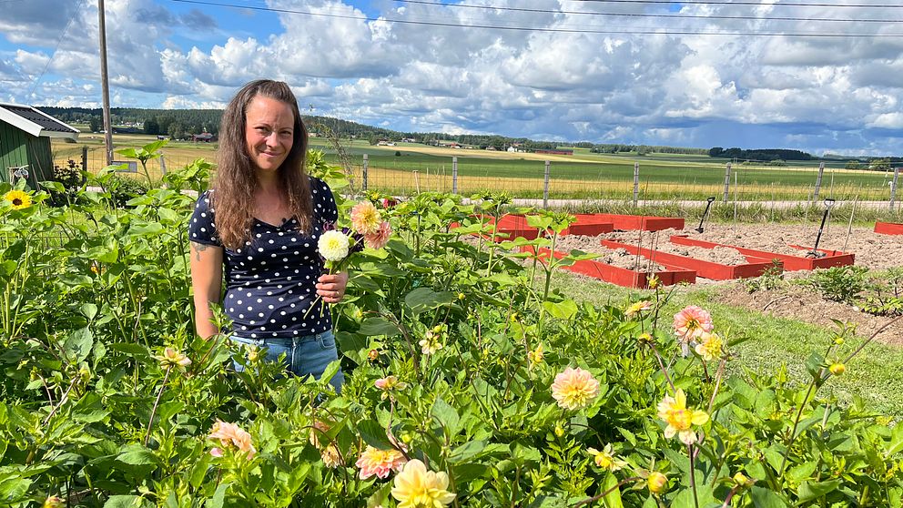 blomodlare vid sin blomsterträdgård – med dahlior i handen