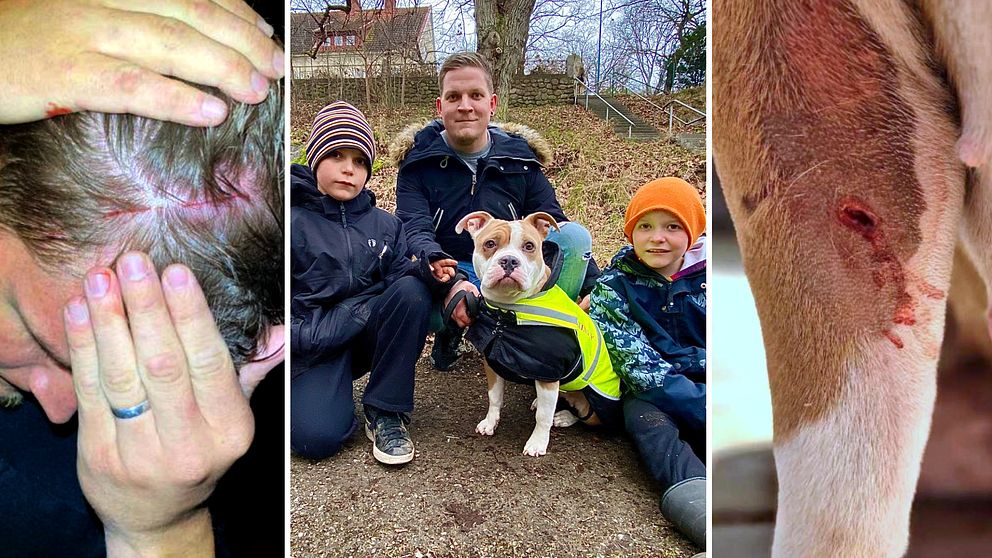 En delad bild som visar följande: till vänster en person som håller händerna mot en skadad och blödande hårbotten, i mitten en hund som sitter med tre personer i en park, och till höger en närbild på en hunds ben med sår.