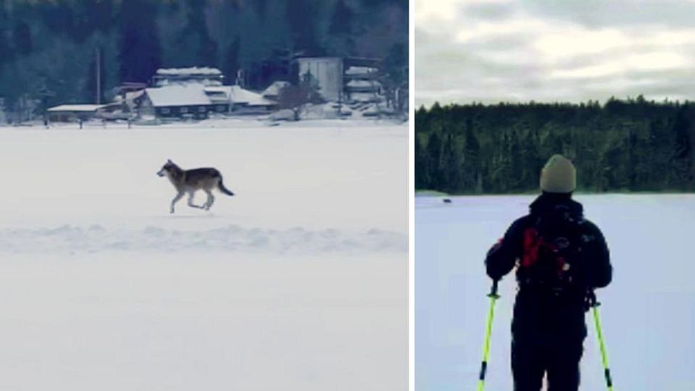 varg, skridskoåkare