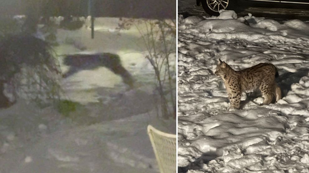 Bilden är en delad bild som visar två sektioner. Den vänstra sektionen visar en suddig siluett av ett lodjur som hoppar i snöiga omgivning under natten. Den högra sektionen visar en klar bild av ett lodjur som står på snön, med en bakgrund av en parkerad bil och snöiga marker.
