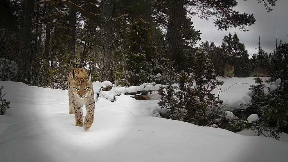 Lodjur som fångas på bild.