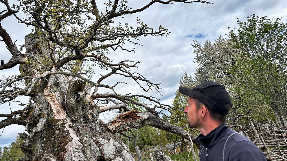 En person i keps betraktar ett stort, gammalt träd med knäckta grenar i skogsmiljö.