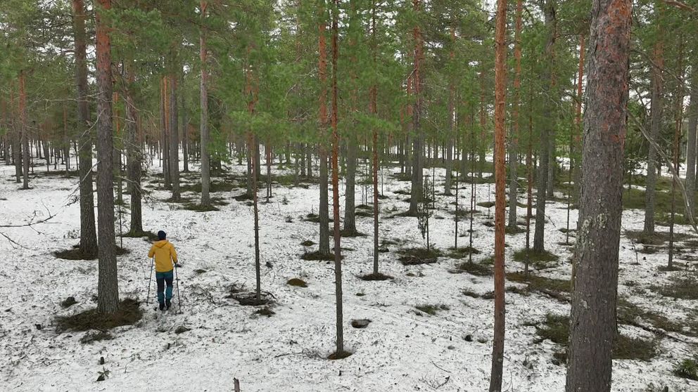 En person går genom en gles granskog med snö på marken.